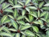 Show product details for Impatiens omeiana variegated form